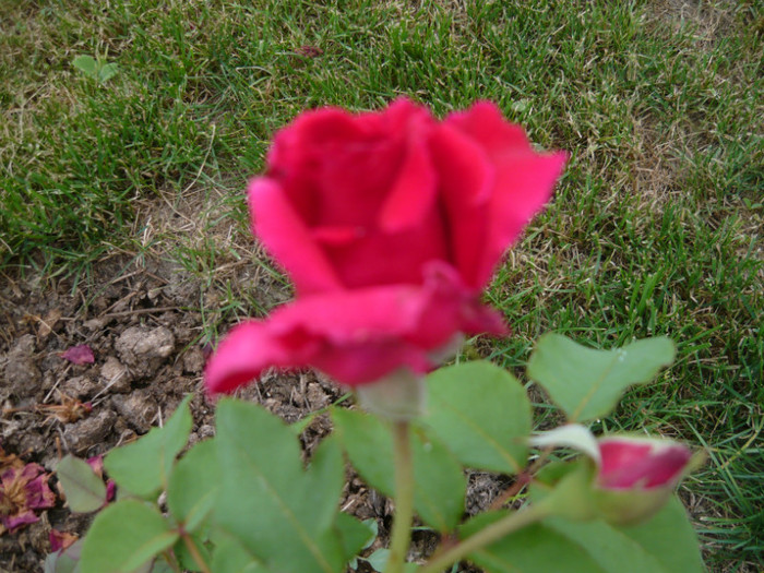 018 - TRANDAFIRI 2012-2013-2014