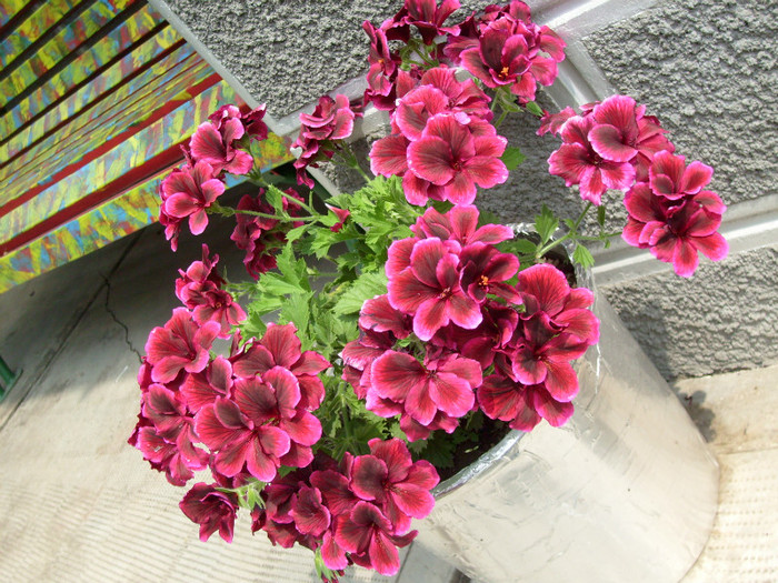 muscata frantuzeasca; zilnic e asa inflorita!!! e superba!
