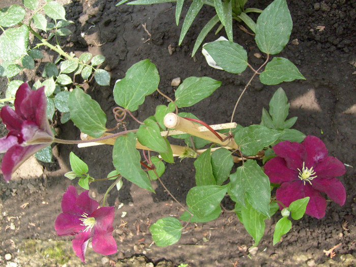 Clematita flacara violet; flacara violet....:)))
