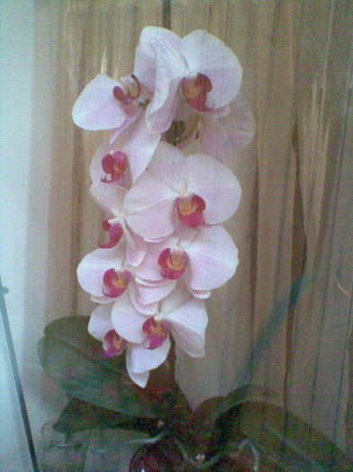 Imag034 - Orhidee