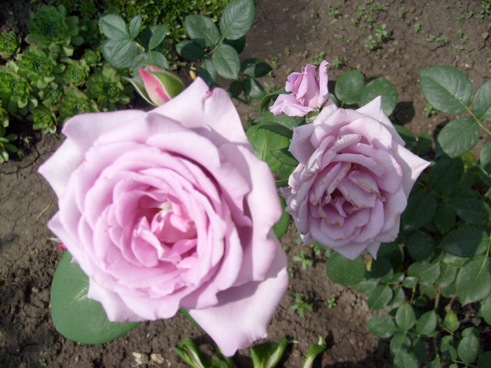 trandafir mov - Florile din gradina casei-2012-2013