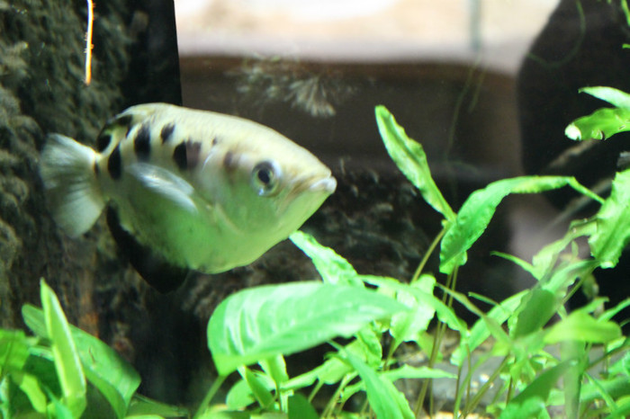 IMG_2308 - Archer Fish femela