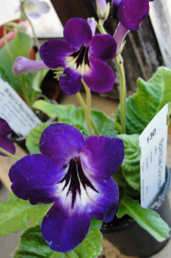  - Streptocarpus- am renuntat la ei