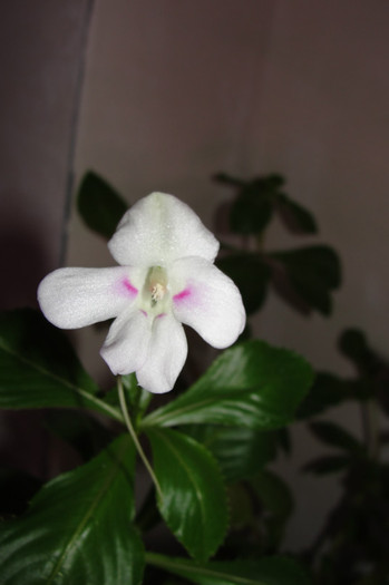 Sodenii - B-impatiens