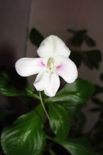 Sodenii - B-impatiens