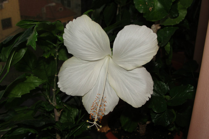  - B-hibiscus-2012 2