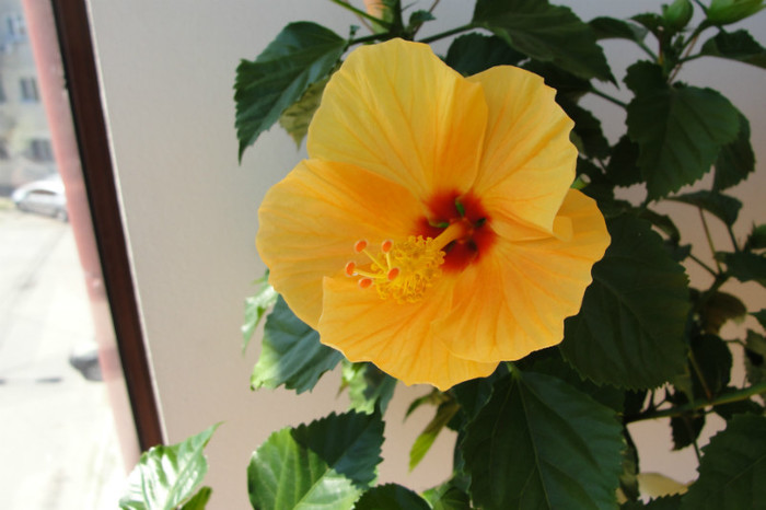 hibi Kyoto Yellow