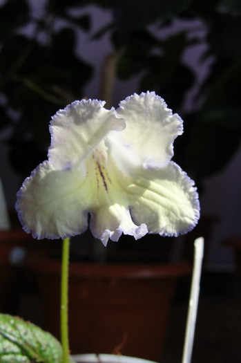 Leon - Streptocarpus Polonia- am renuntat la ei