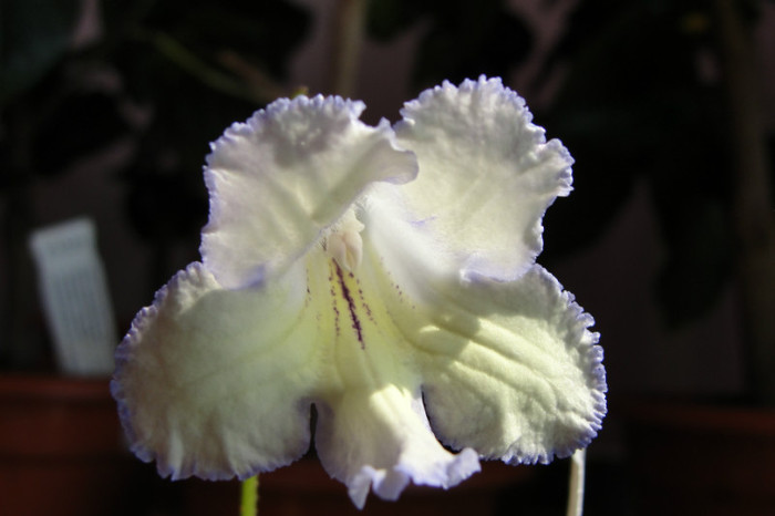 Leon - Streptocarpus Polonia- am renuntat la ei