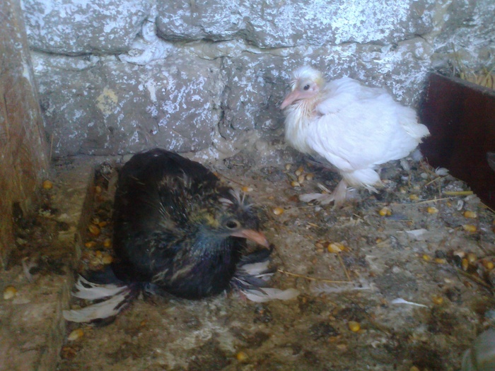 pui tob germani-vanduti
