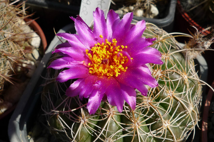 uebelmannianus - floare - Notocactus