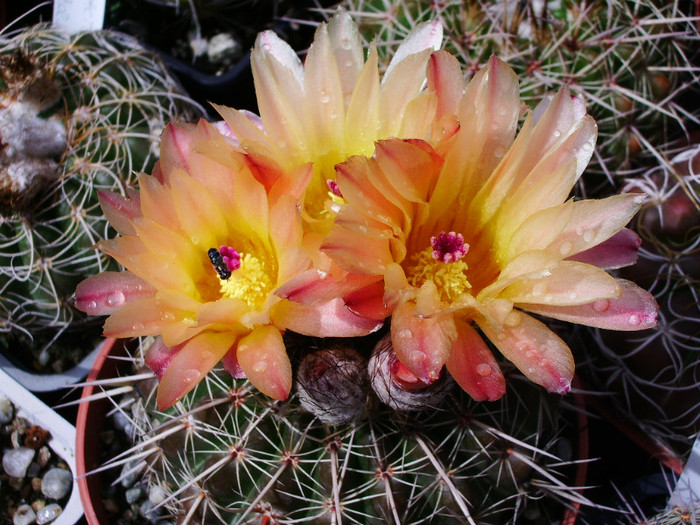 Notocactus (Tria's) - flori 02.06 - Notocactus