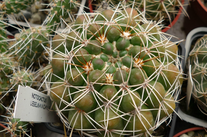 uebelmannianus (foto Gino) - 02.06