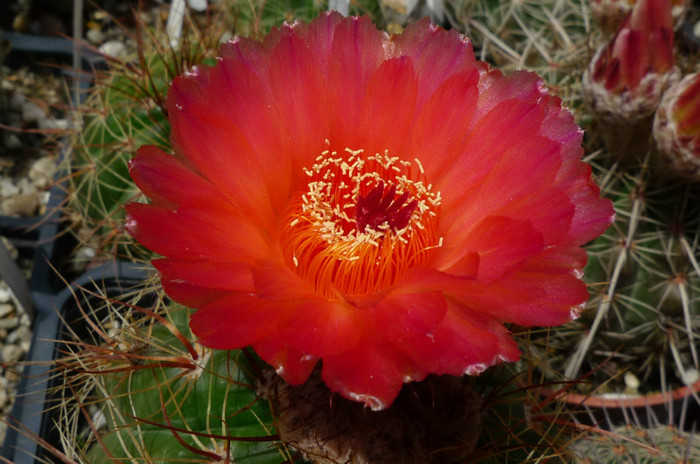 vencluianus (foto Gino) - floare 02.05