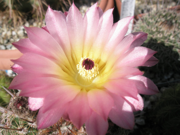 rutilans - floare - Notocactus
