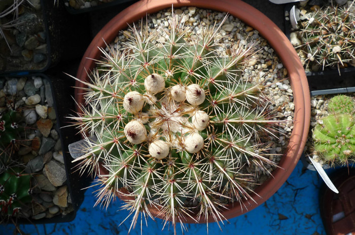 roseoluteus (Ortega) - 07.06