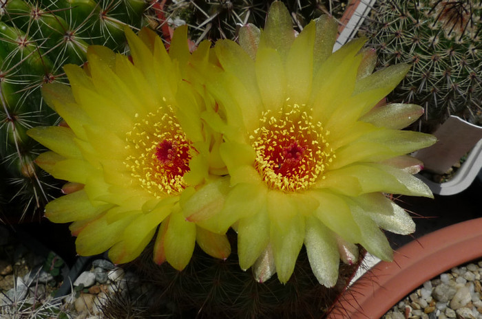 tabularis - flori 07.06