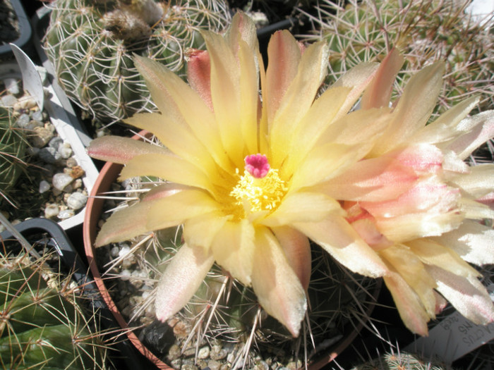 Noto de la Tria's - floare - Notocactus