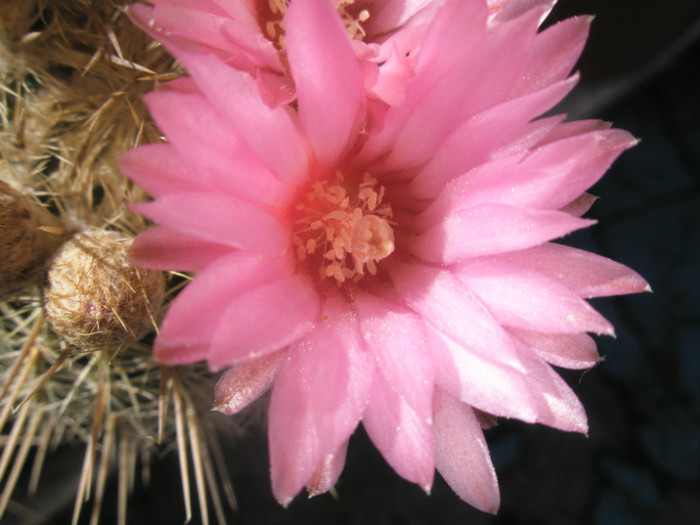 gutierezii - detaliu floare