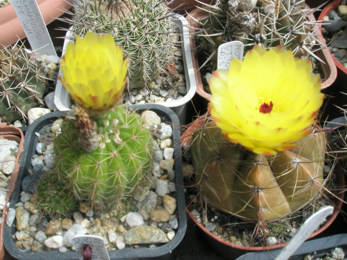 ottonis - verde si maro 16.07, dimineata