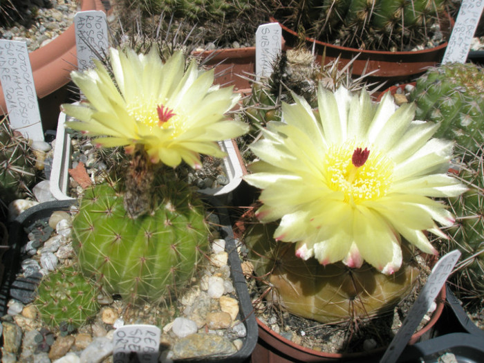 ottonis - verde si maro 16.07, dupa pranz