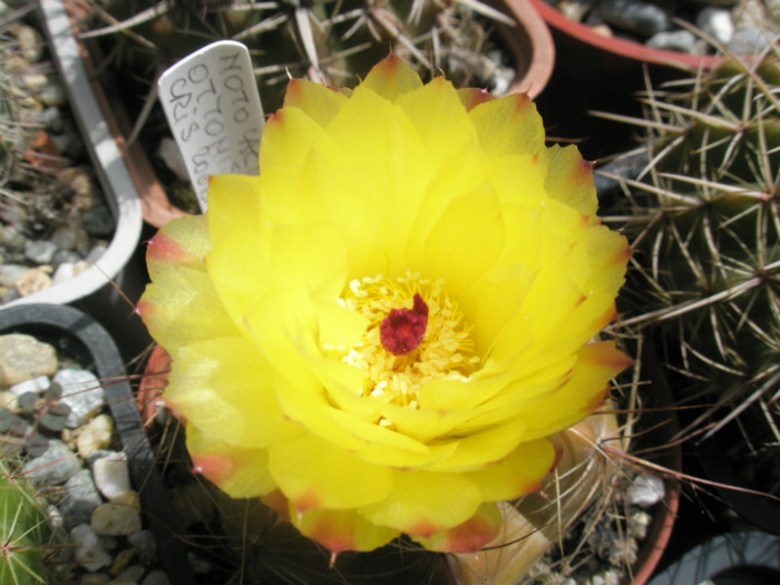 ottonis (maro) - floare16.07