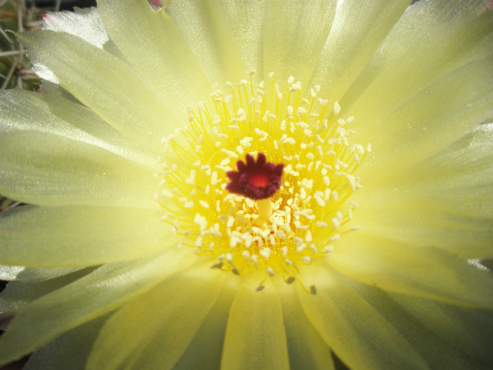 ottonis (maro) - floare - Notocactus