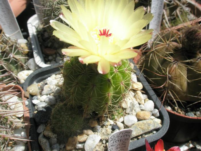 ottonis (verde) - 12.06