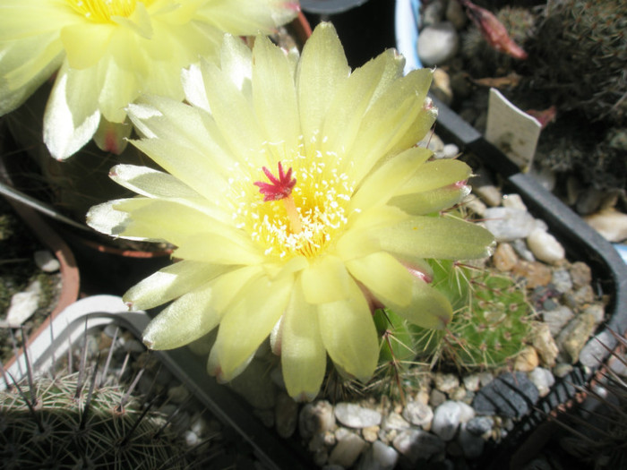 ottonis (verde) - floare - Notocactus