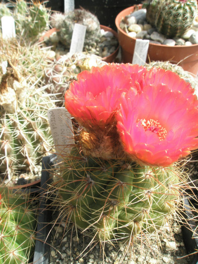 vencluaianus - 16.06