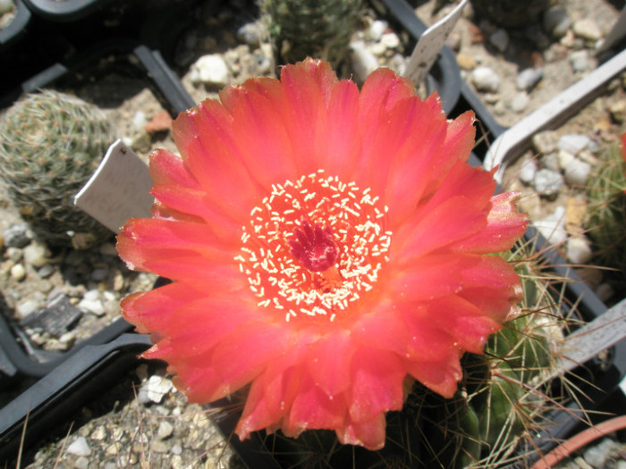 vencluianus - floare