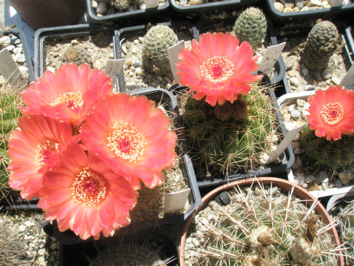 vencluianus - 3 la rand