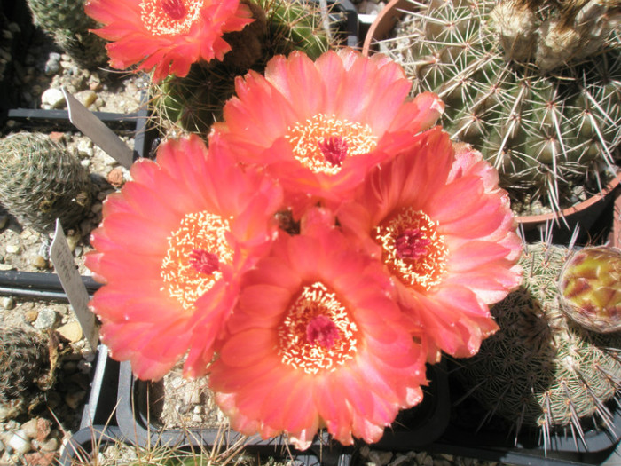 vencluianus - flori 16.06