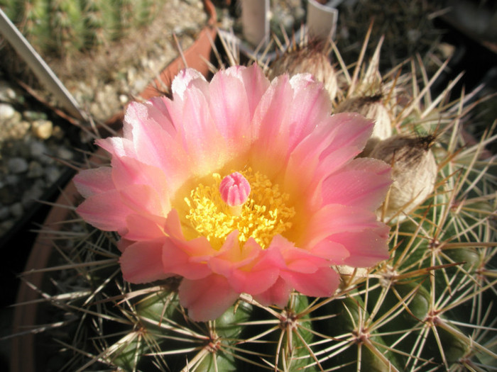 roseoluteus - floare 2