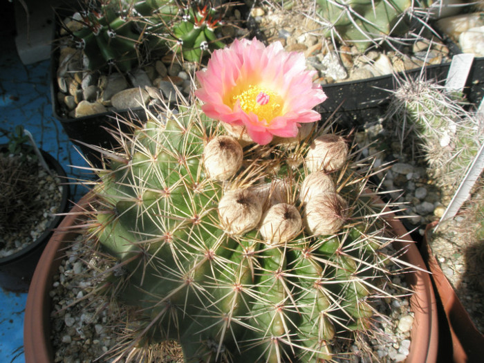 roseoluteus (Ortega) - 15.06