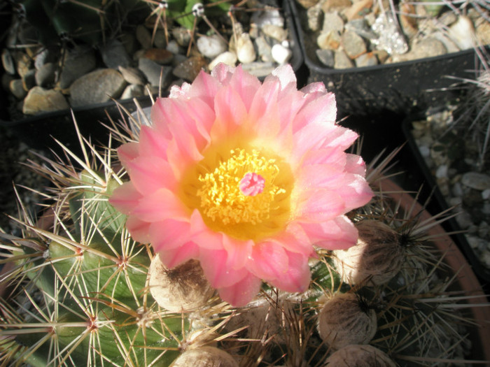 roseolutus - floare