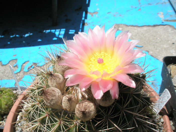 roseoluteus- floare si boboci