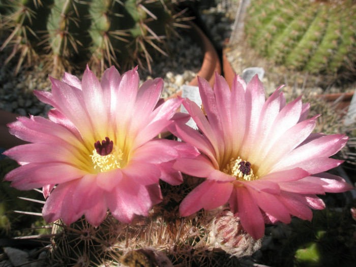 rutilans - flori 12.06