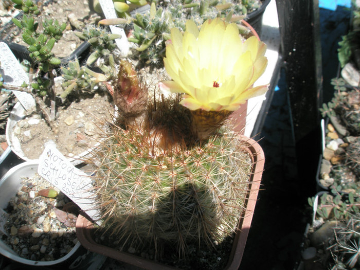 schloserii - floare 16.06