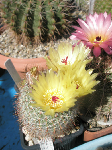 scopa - 13.06 - Notocactus