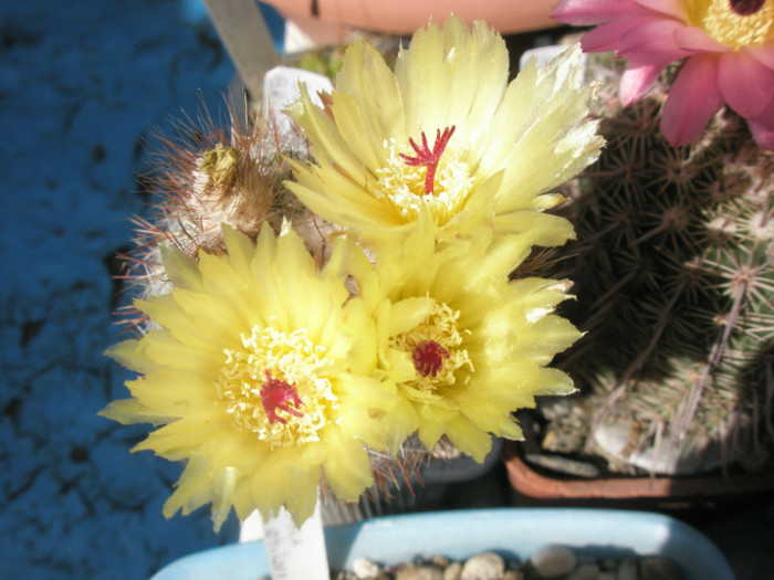 scopa - flori - Notocactus