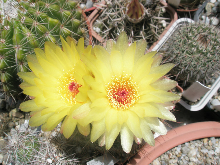 submamulosus - 07.06