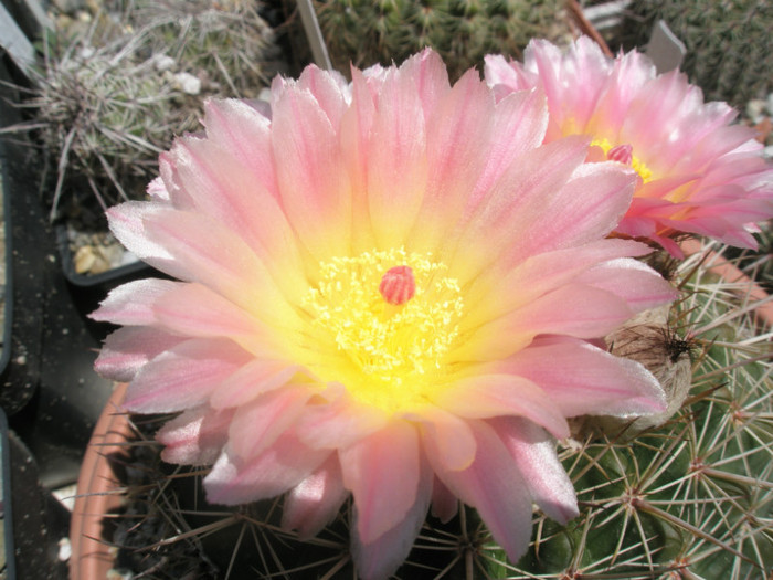 roseoluteus - detaliu floare - Notocactus