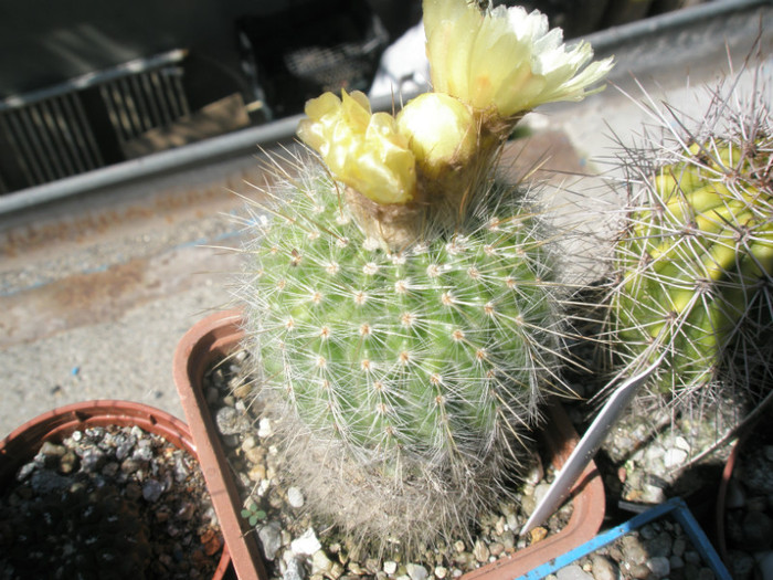 scopa - 20.06 - Notocactus