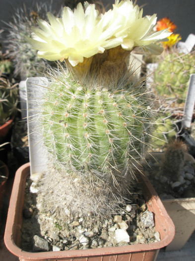 Notocactus - fosta Mamm - planta - Notocactus