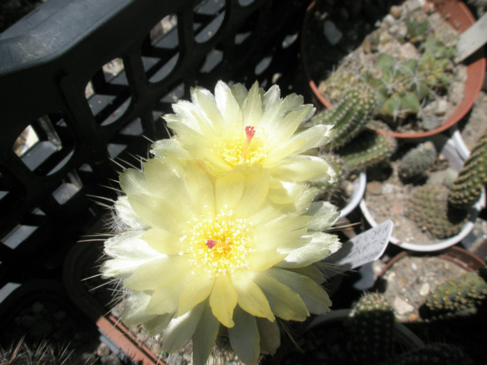 scopa - flori 19.06 - Notocactus
