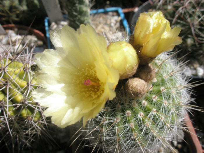 scopa - floare si boboci - Notocactus