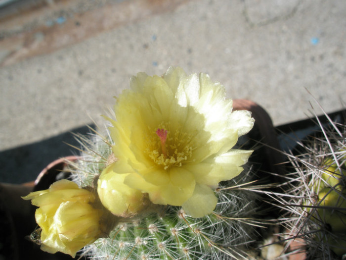scopa - floare 20.06 - Notocactus