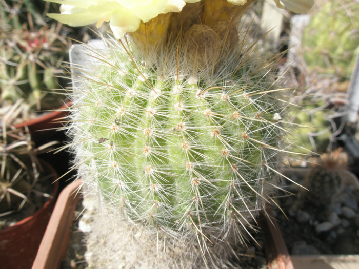 scopa - spinatia - Notocactus