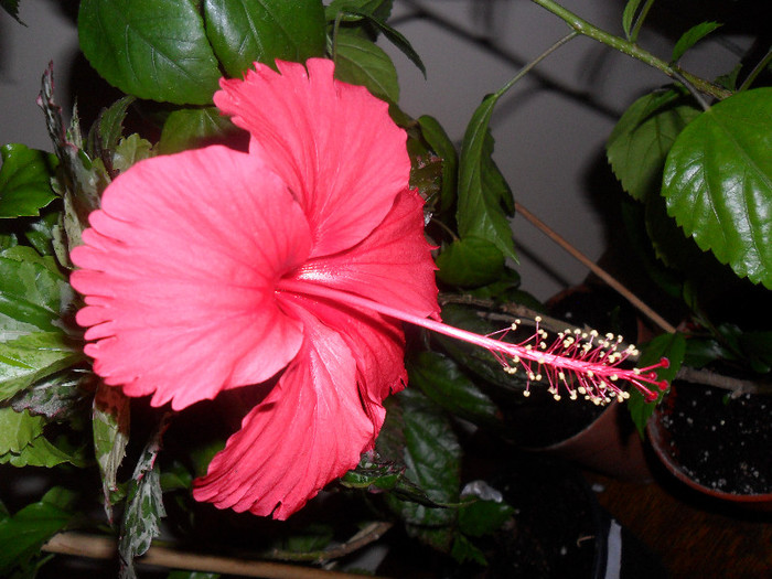 Hibiscus Surinam